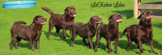 LaKobie Labs-  Labrador Retrievers Breeder Roanoke, Va